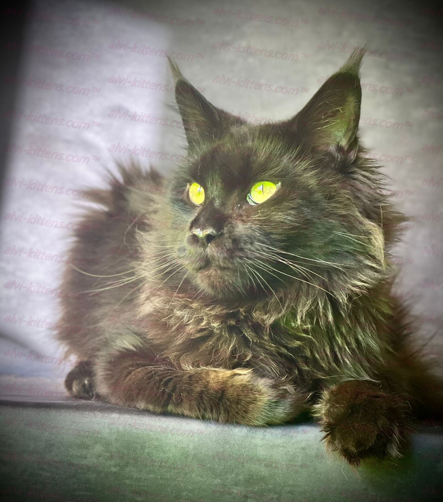 Maine Coon "MCf-001"