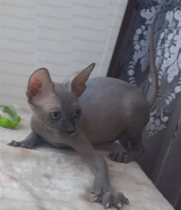 Canadian Sphynx "CSf-004"