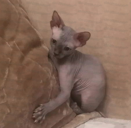Canadian Sphynx "CSf-004"