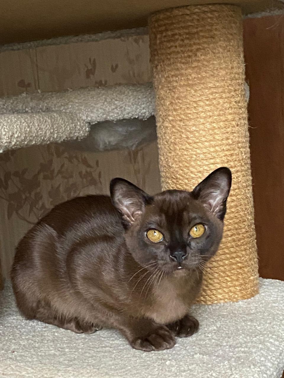 Burmese Kitten Name "Marsel"