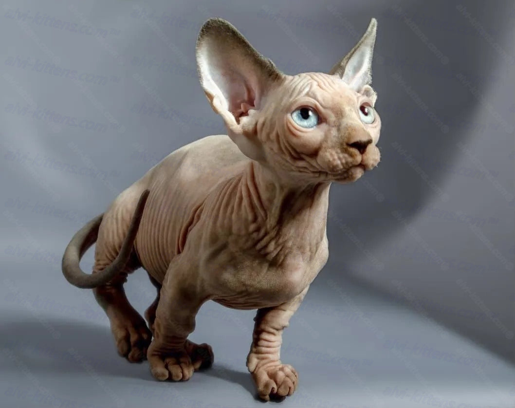 Bambino Cat Name "Bm-01"