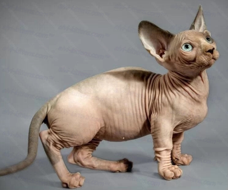 Bambino Cat Name "Bm-01"