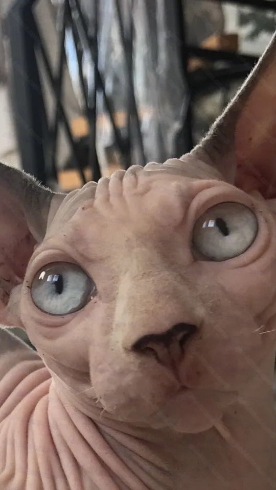 Bambino Cat Name "Bm-01"