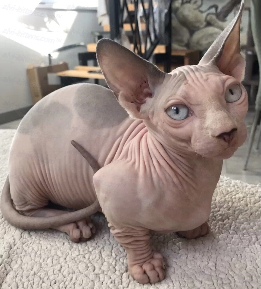 Bambino Cat Name "Bm-01"