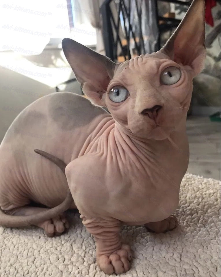 Bambino Cat Name "Bm-01"
