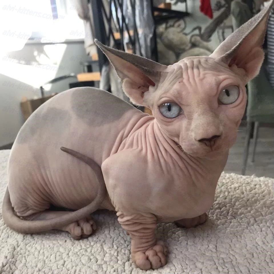 Bambino Cat Name "Bm-01"