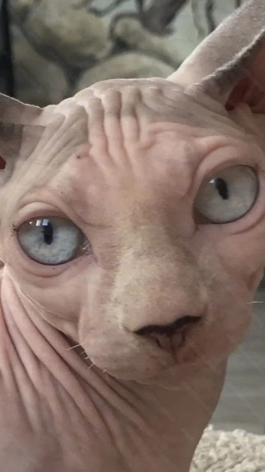 Bambino Cat Name "Bm-01"