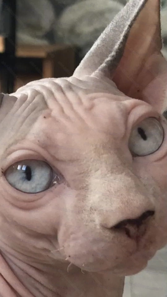 Bambino Cat Name "Bm-01"