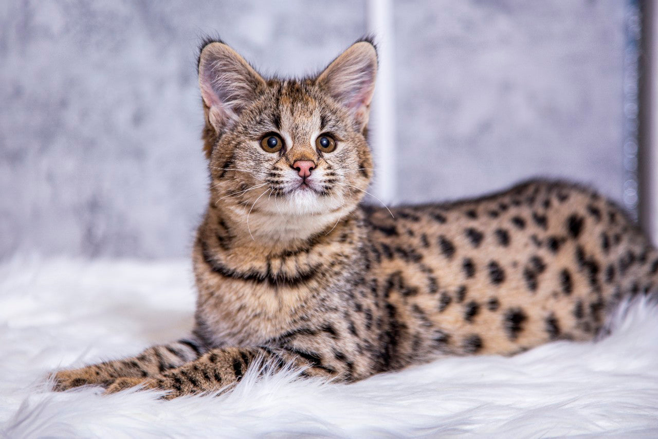 Find Your Furry Friend: Savannah Kitten for Sale Near You at Best Price ...