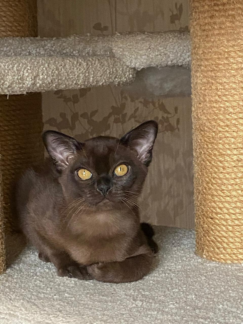 Burmese Kitten Name "Magnat"