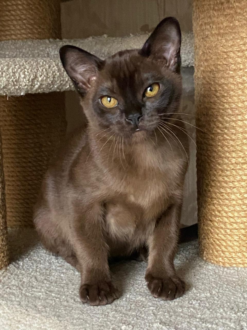 Burmese Kitten Name "Marsel"