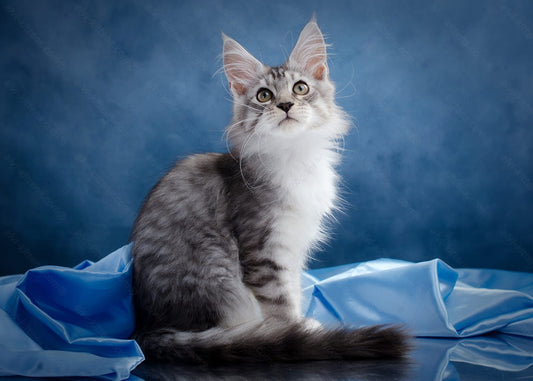 Maine Coon Kitten Name "Lelya"