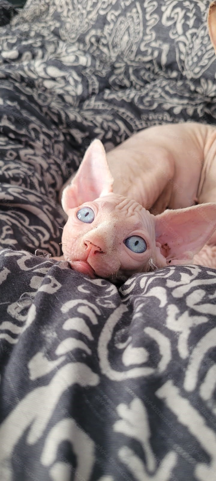 Canadian Sphynx Kitten "Booba"