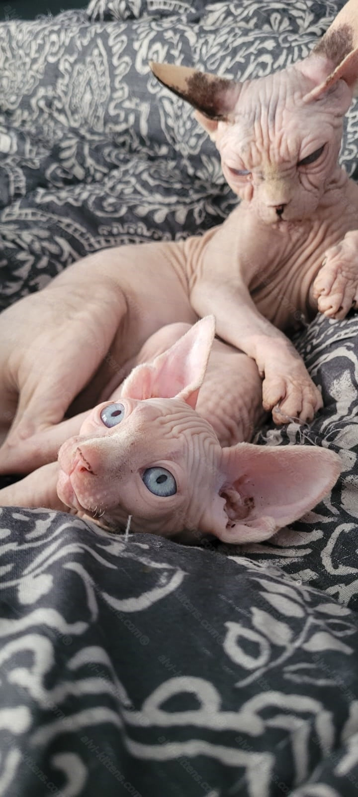 Canadian Sphynx Kitten "Booba"