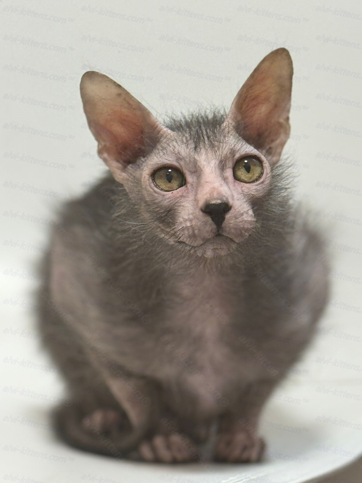 Lykoi Kitten Name "Spirit"