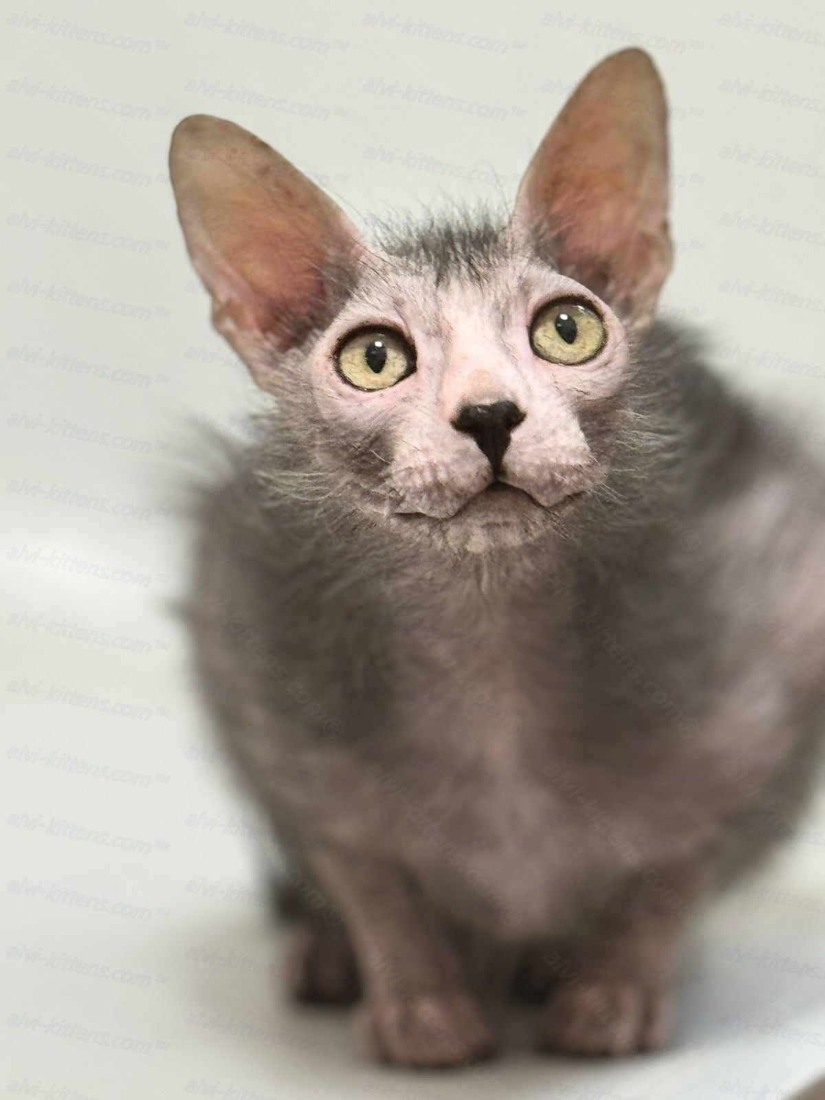 Lykoi Kitten Name "Spirit"