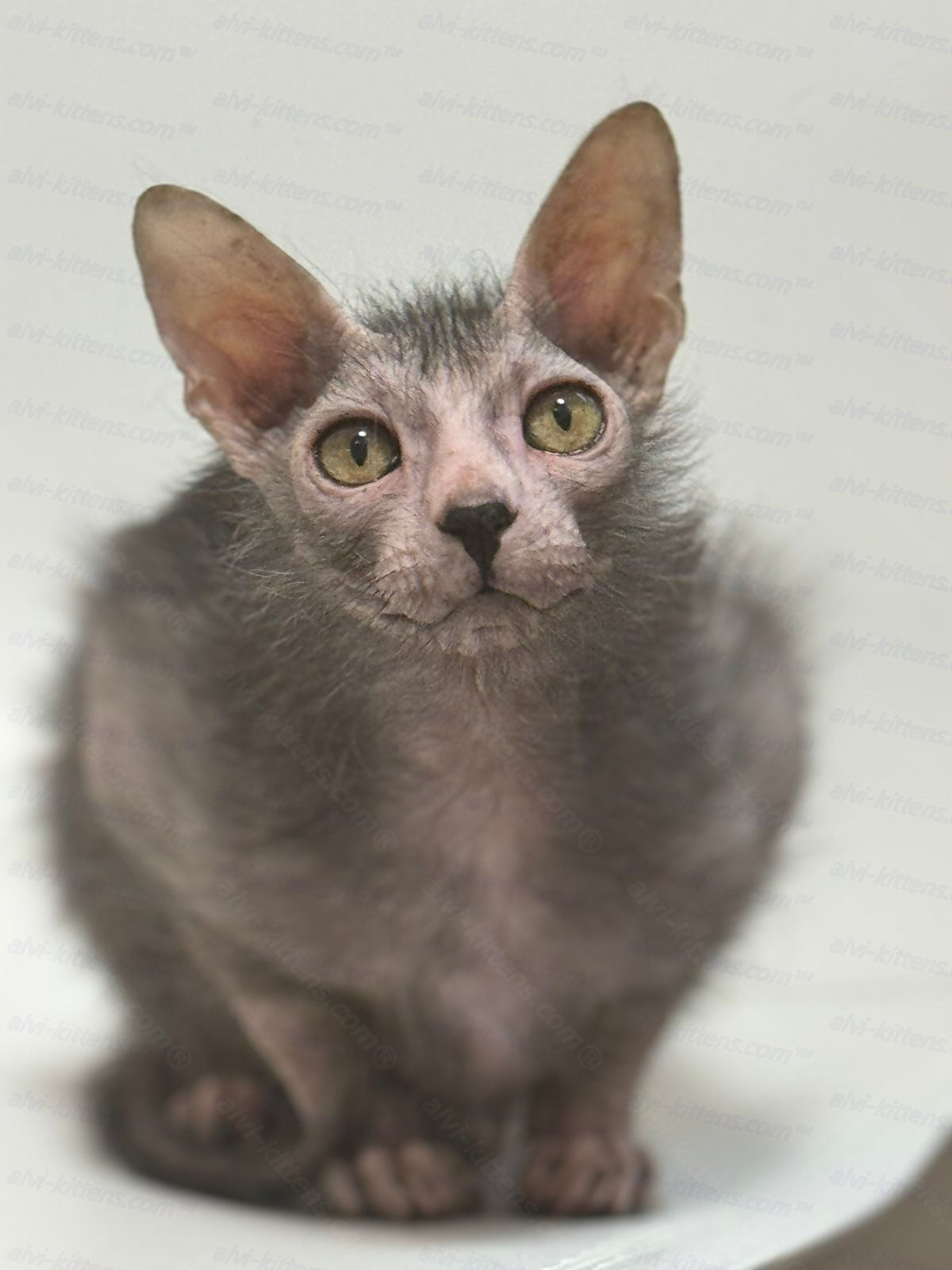 Lykoi Kitten Name "Spirit"