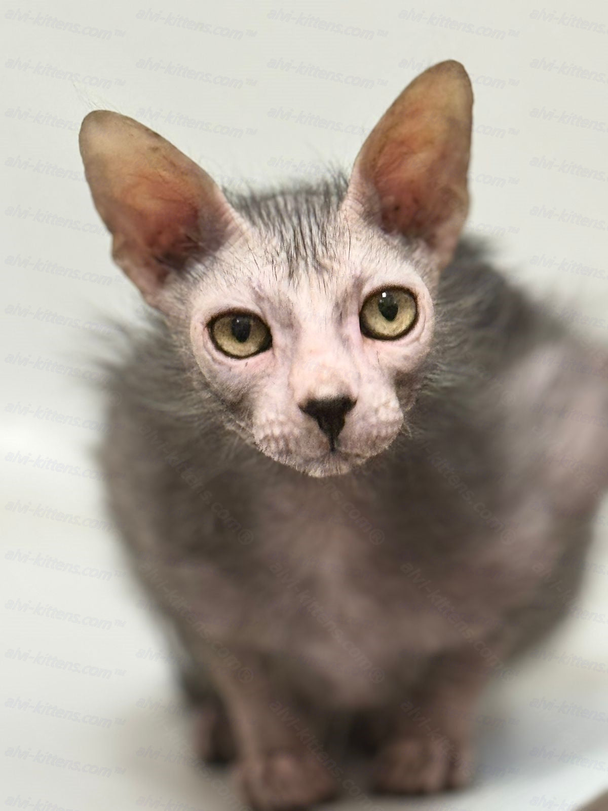 Lykoi Kitten Name "Spirit"