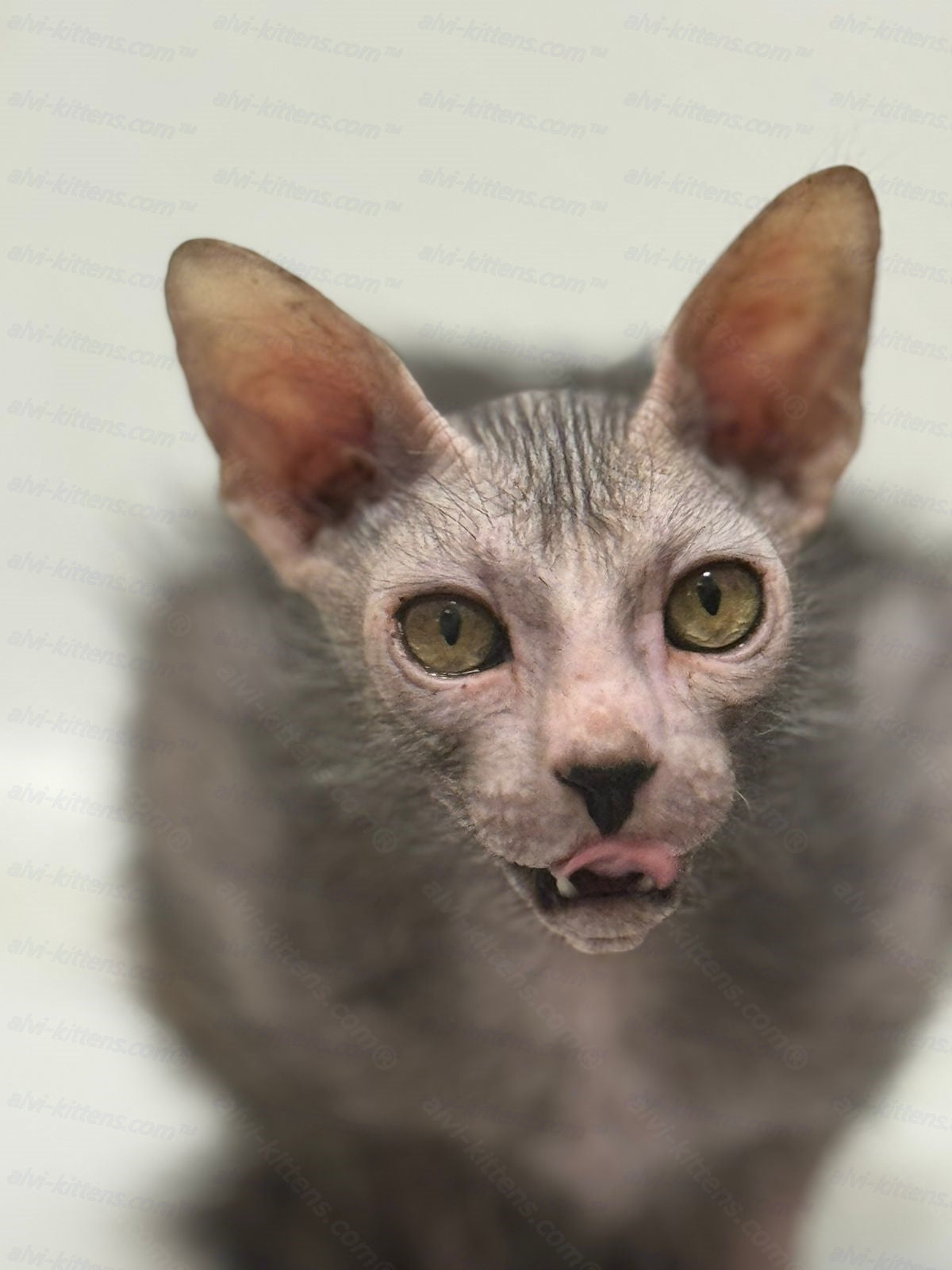 Lykoi Kitten Name "Spirit"