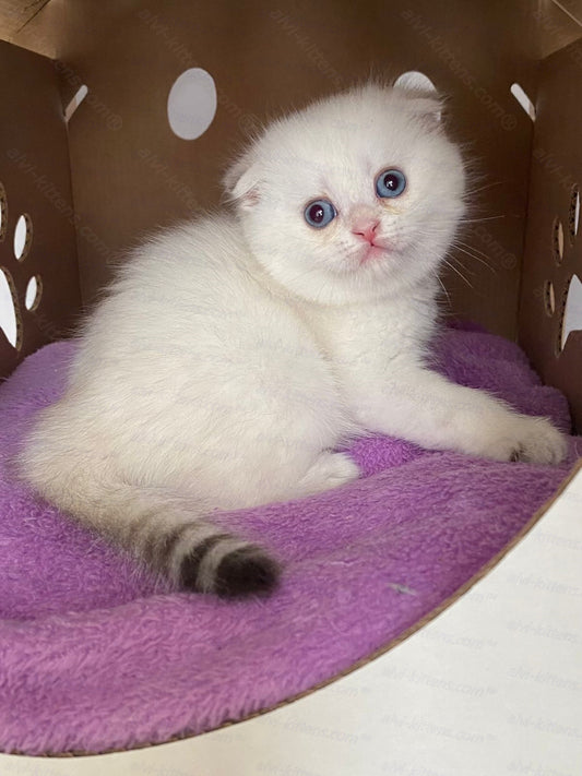 Scottish fold longhair kitten name "Humberto"