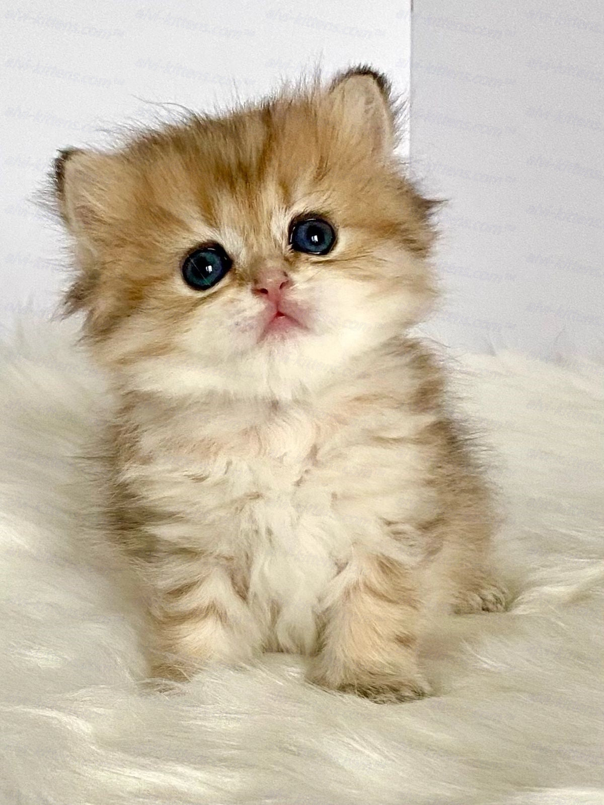 Scottish straight longhair kitten name "Halva"