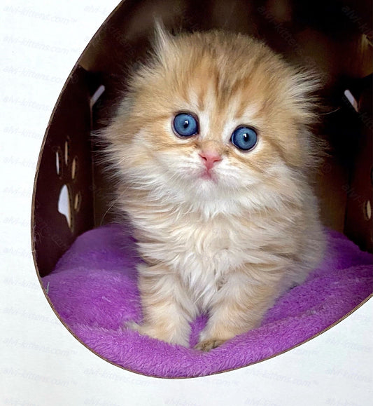 Scottish fold longhair kitten name "Holli"
