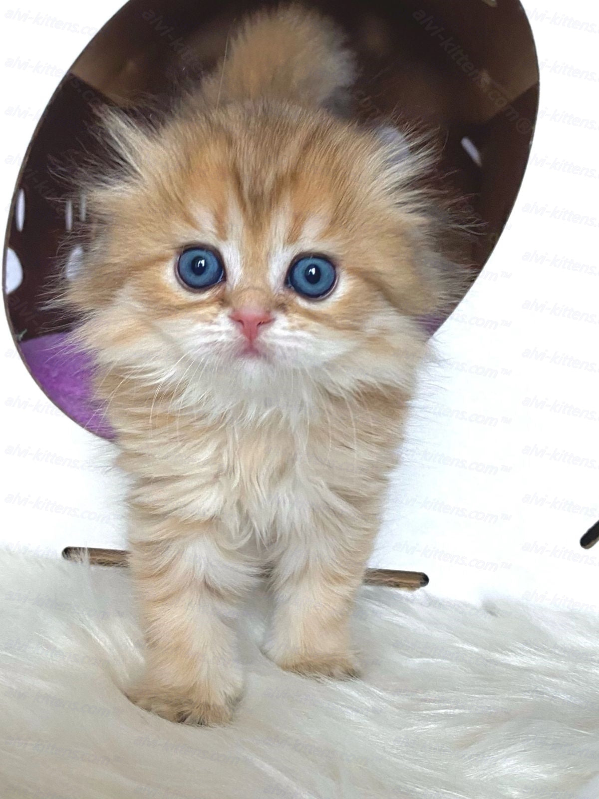 Scottish fold longhair kitten name "Holli"