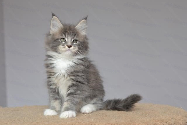 Maine Coon Kitten Name "Uzor"