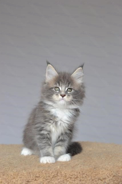 Maine Coon Kitten Name "Uzor"