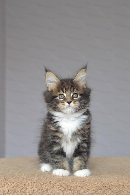 Maine Coon Kitten Name "Ushanka"