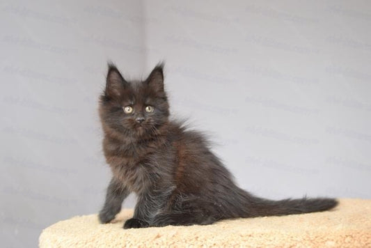 Maine Coon Kitten Name "Ursulina"