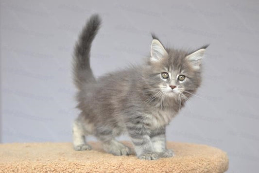 Maine Coon Kitten Name "Undina"