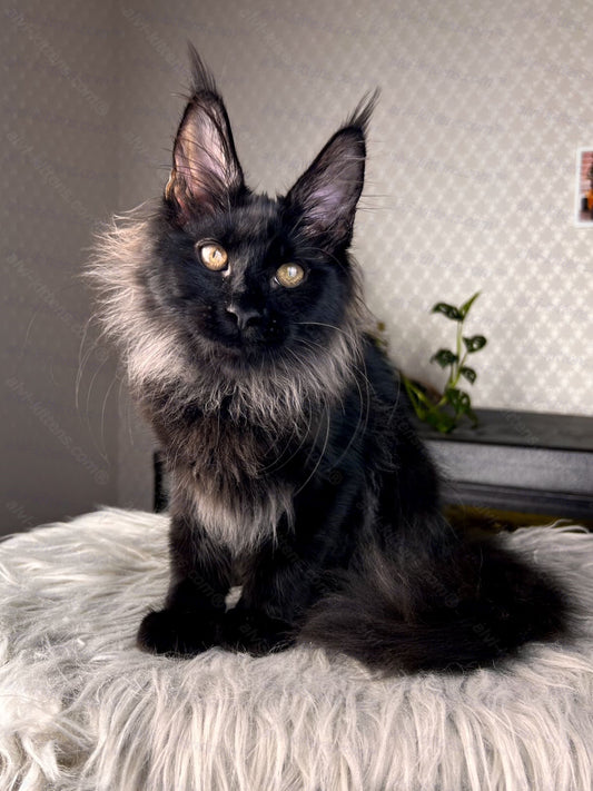 Maine Coon Kitten Name "Queen Black Sapphire"