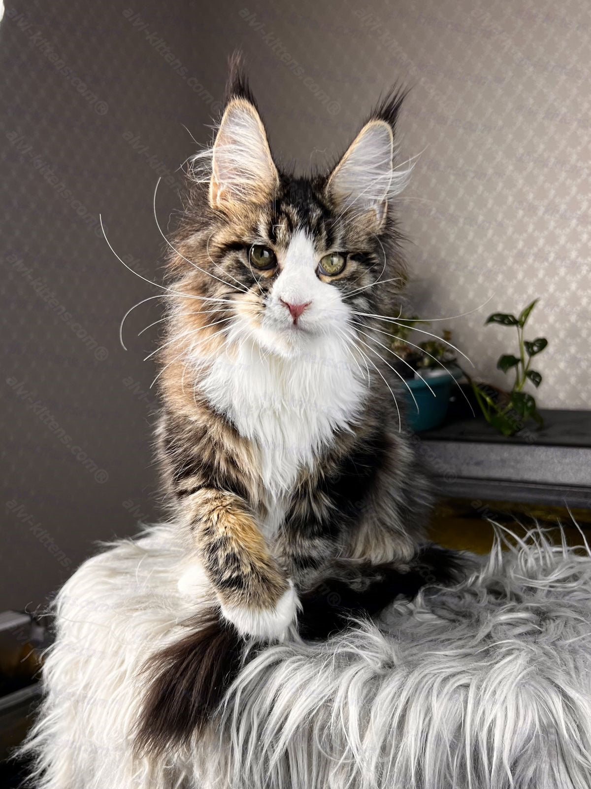 Maine Coon Cat Name "Pablo Picasso"