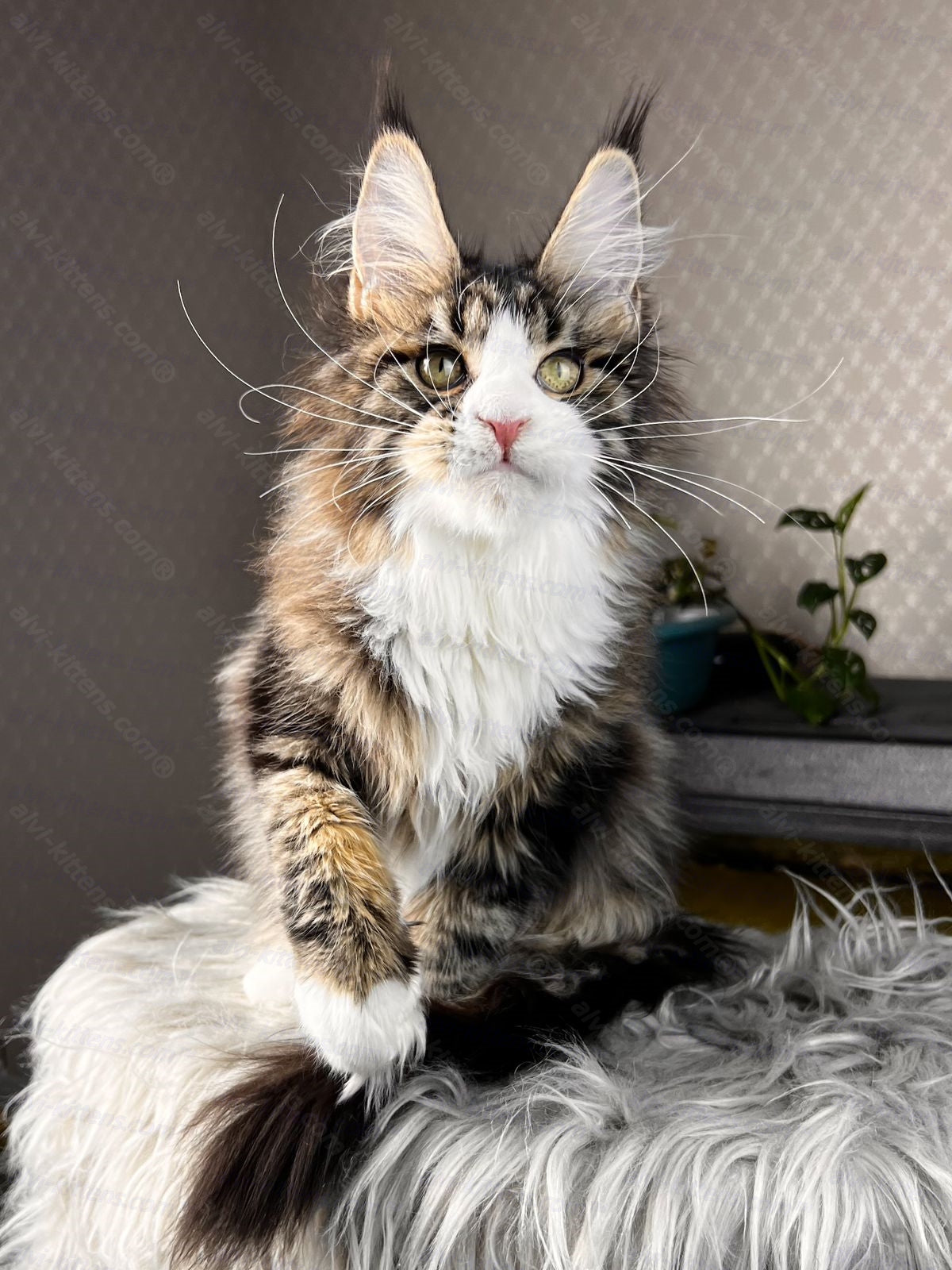 Maine Coon Cat Name "Pablo Picasso"