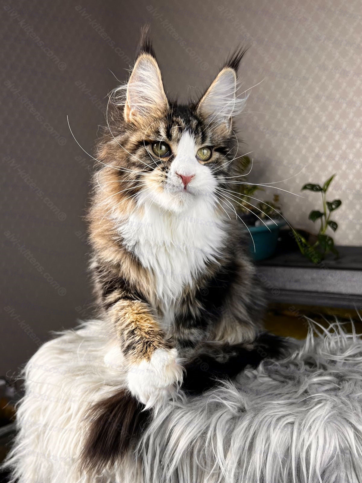 Maine Coon Cat Name "Pablo Picasso"