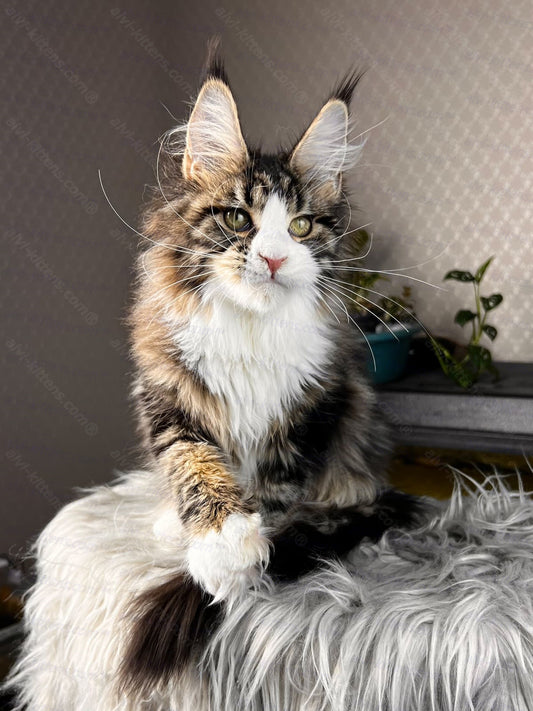 Maine Coon Kitten Name "Pablo Picasso"