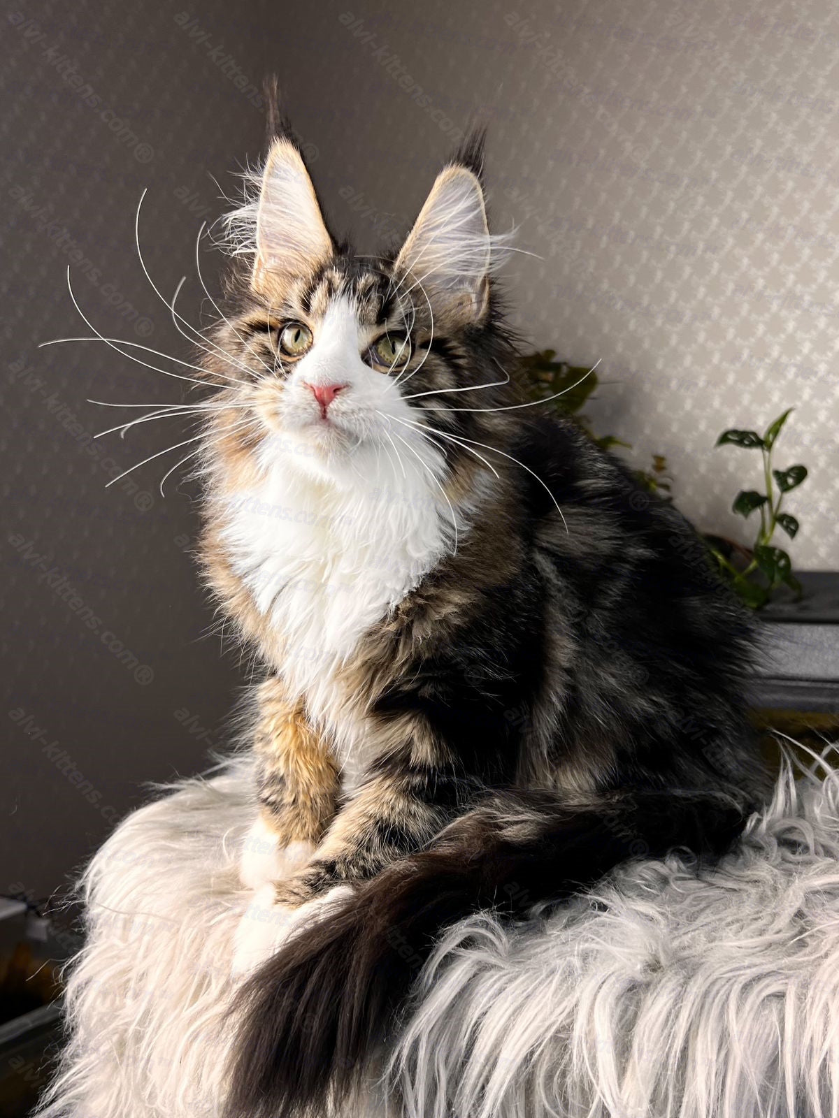 Maine Coon Cat Name "Pablo Picasso"