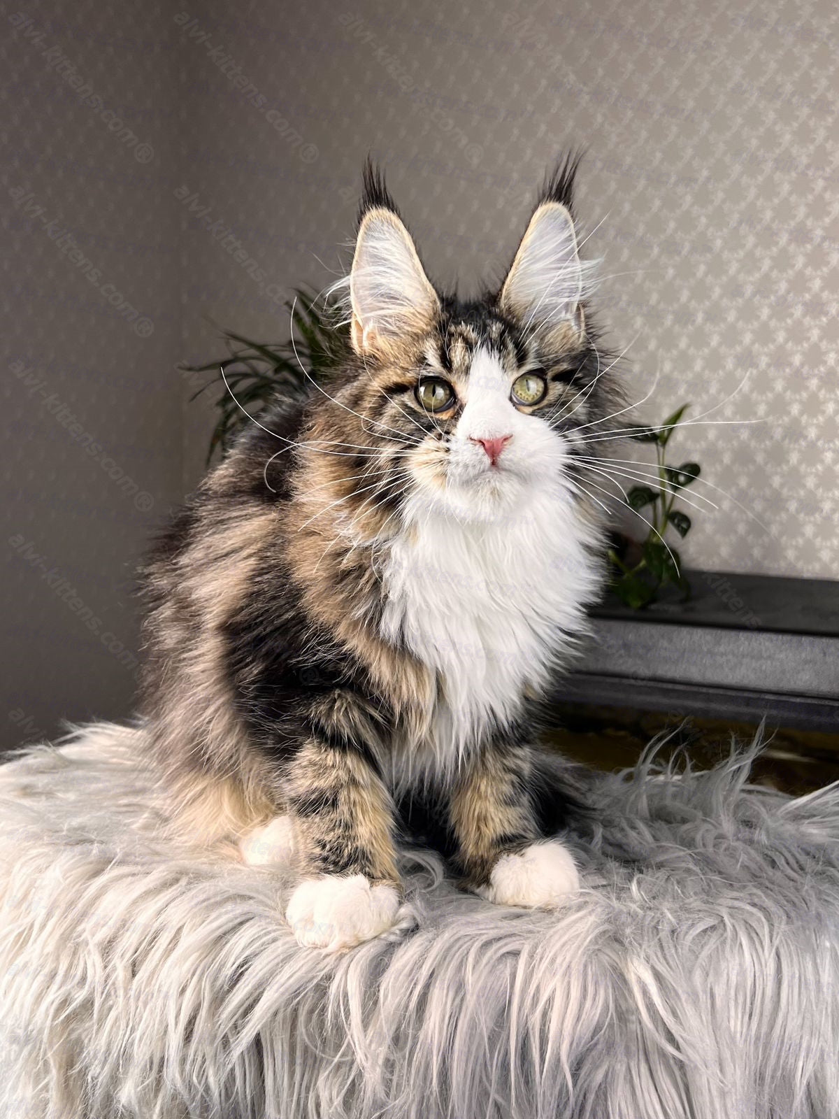 Maine Coon Cat Name "Pablo Picasso"