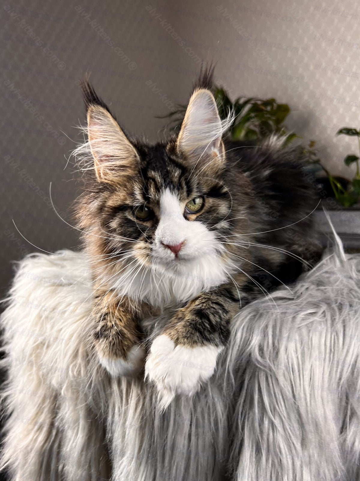 Maine Coon Cat Name "Pablo Picasso"