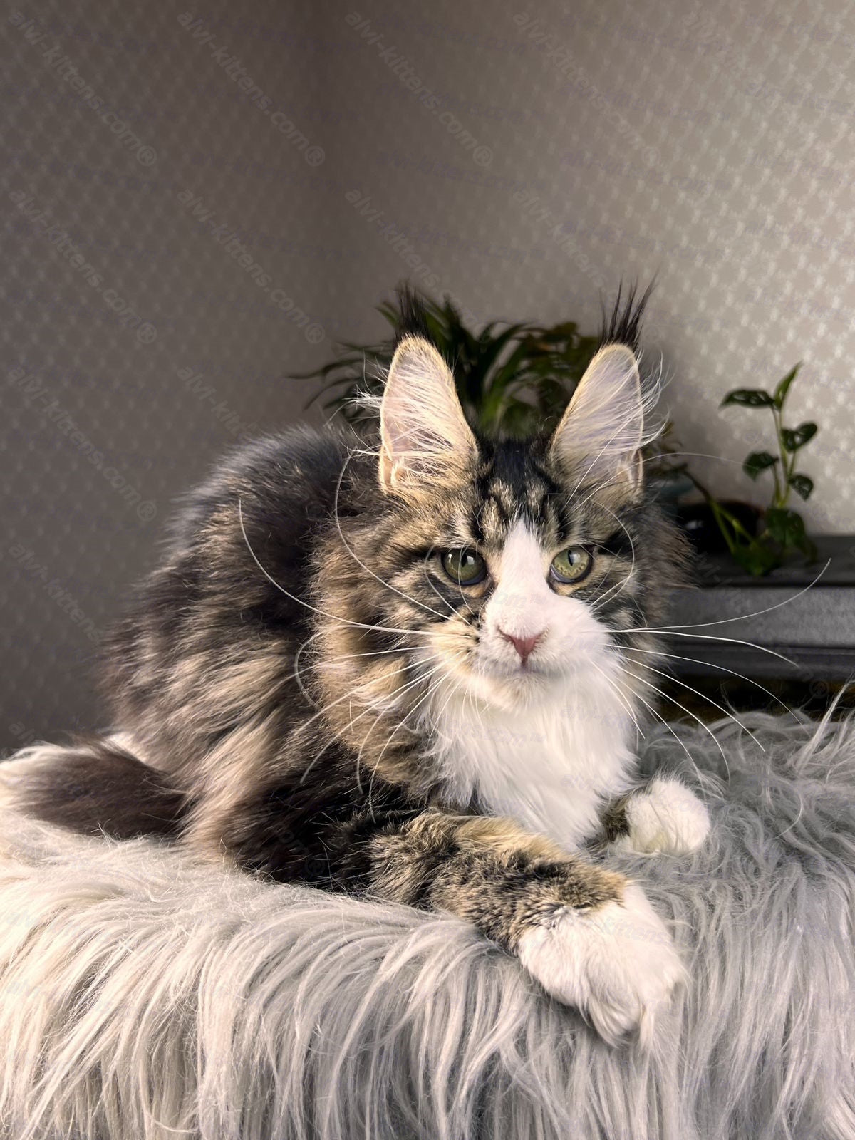 Maine Coon Cat Name "Pablo Picasso"