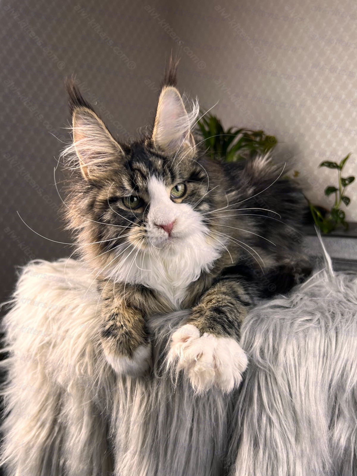 Maine Coon Cat Name "Pablo Picasso"