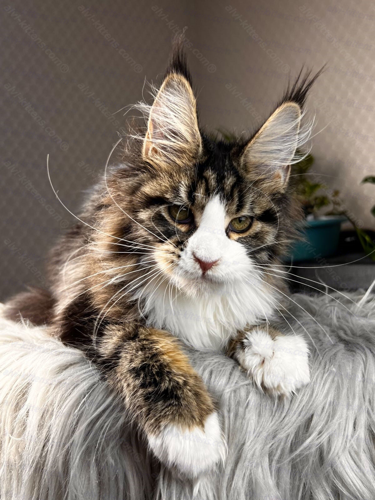 Maine Coon Cat Name "Pablo Picasso"