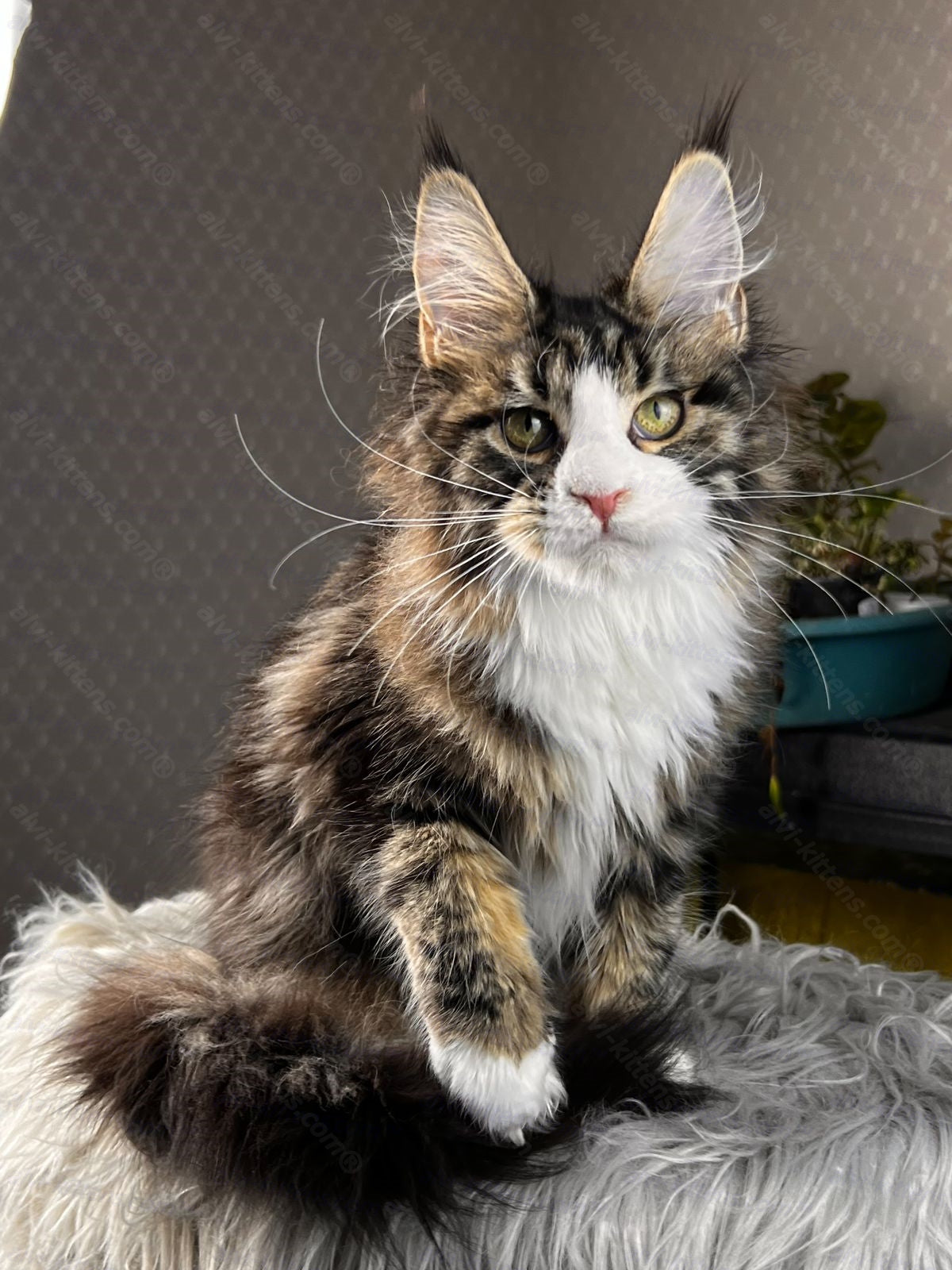 Maine Coon Cat Name "Pablo Picasso"