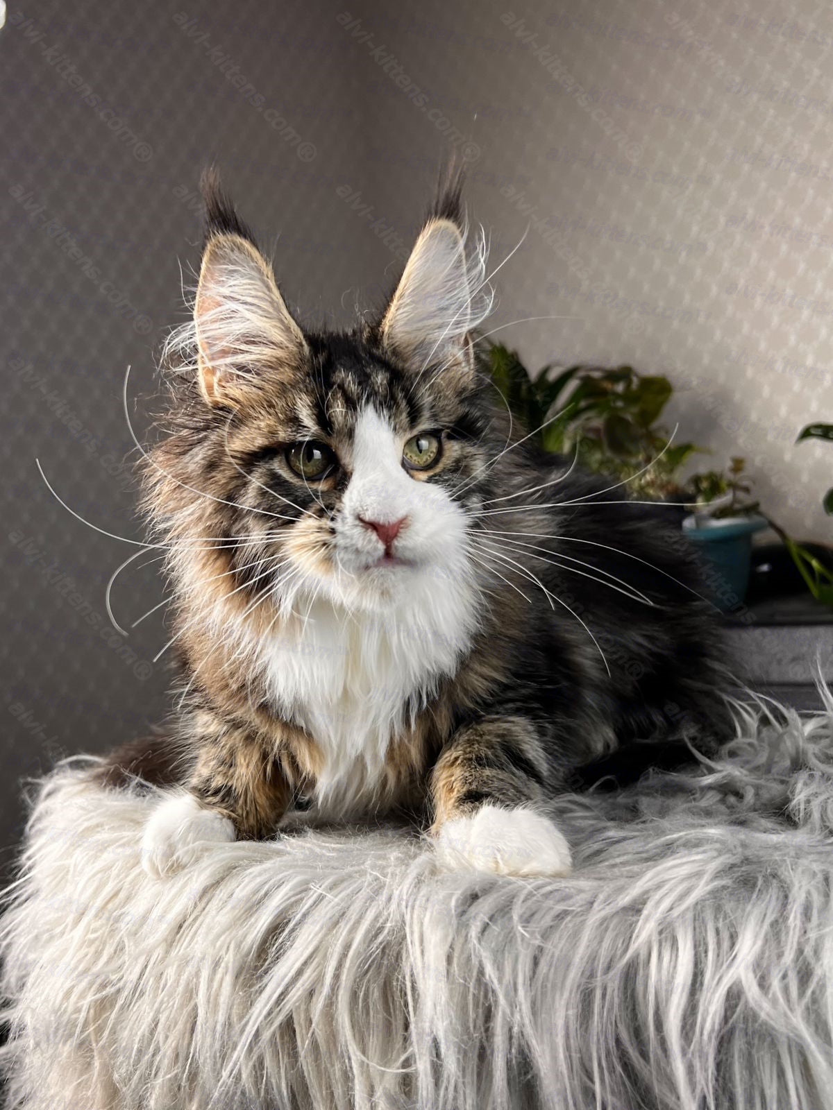 Maine Coon Cat Name "Pablo Picasso"