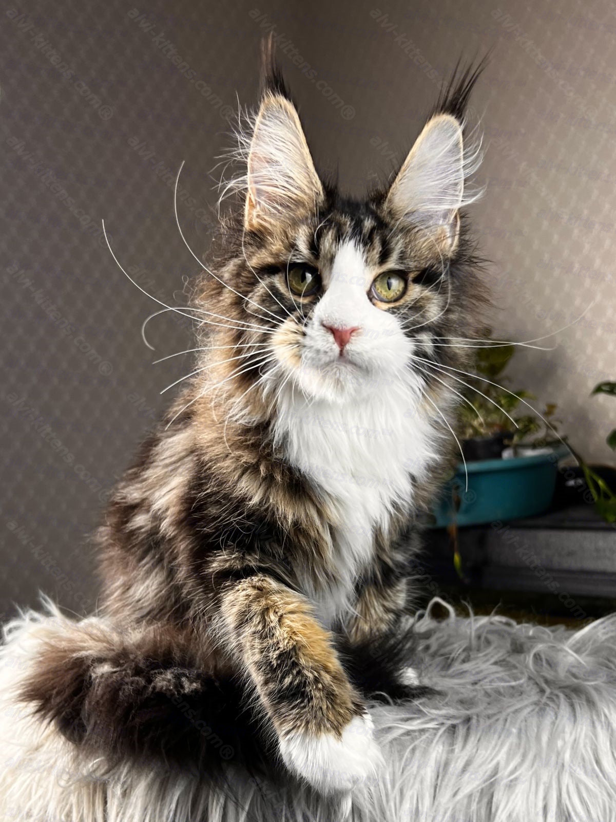 Maine Coon Cat Name "Pablo Picasso"