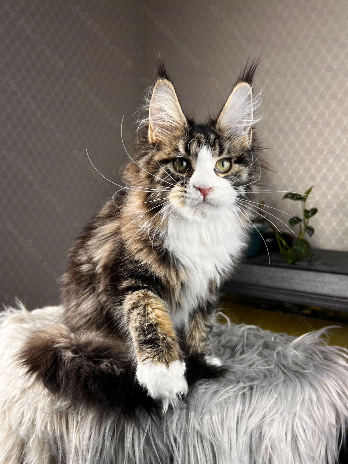 Maine Coon Cat Name "Pablo Picasso"