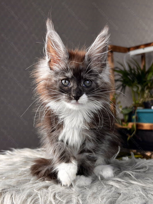 Maine Coon Kitten Name "Tiffany"