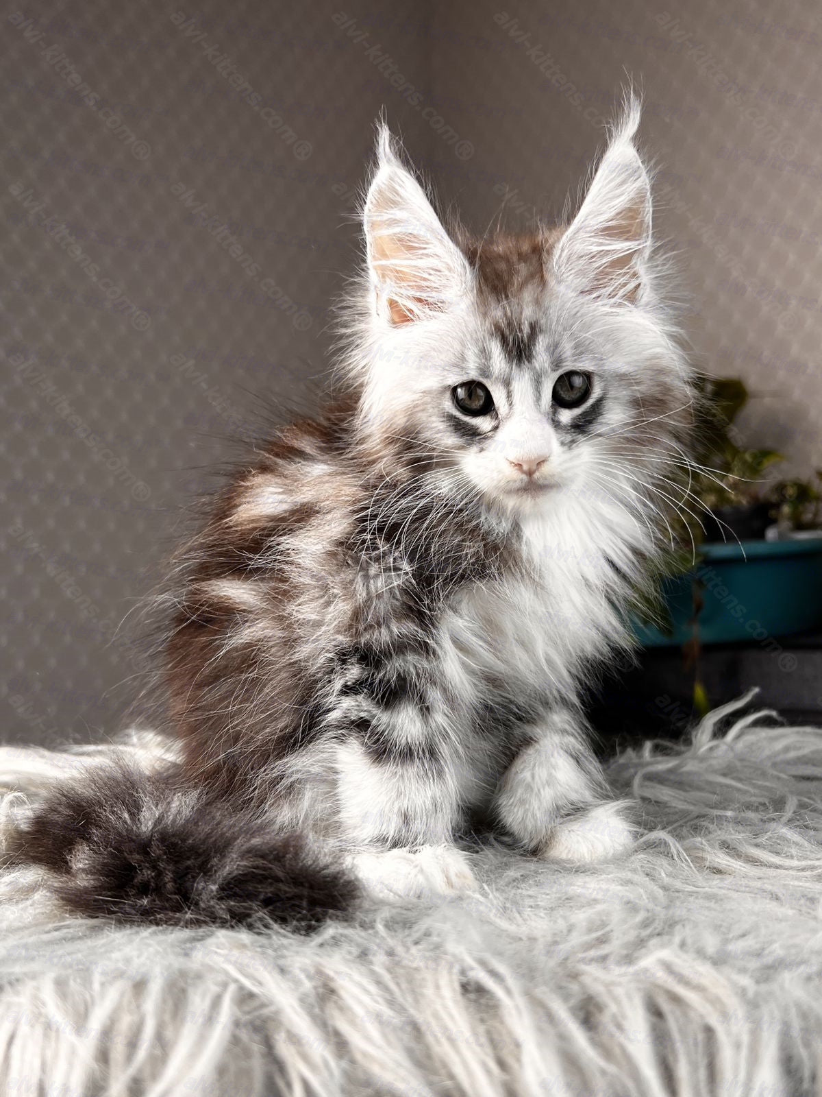 Maine Coon Kitten Name "Tor"