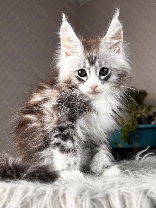 Maine Coon Kitten Name "Tor"